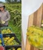 Fruta rara no inverno brasileiro começa a ser colhida em SC e safra deve chegar a 50 toneladas: “doçura maior”