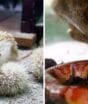 Ouriços-pigmeus-africanos nascem em zoo de SC e ganham vizinhas recém-resgatadas