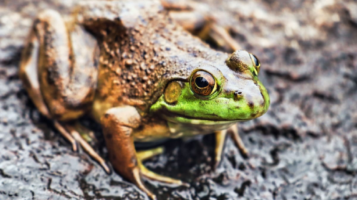 Quatro novas espécies de rãs do gênero Oreobates foram identificadas no norte do Peru após oito anos de pesquisa (Foto: Katie Schankula/ Pexels)