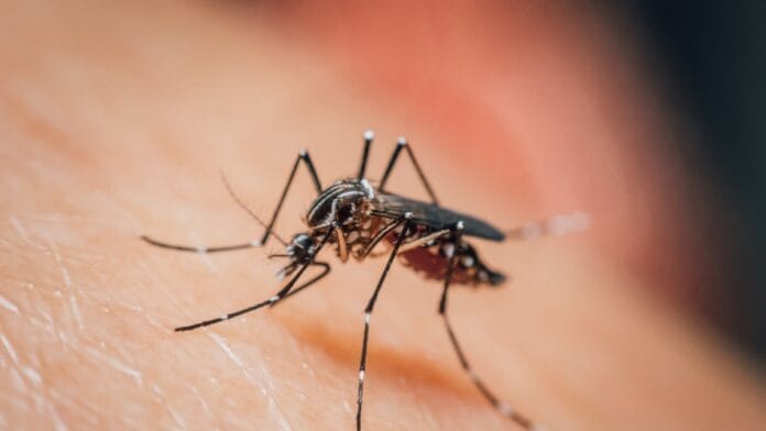 Após confirmar primeira morte por Febre do Nilo Ocidental, SC reforça vigilância contra doença transmitida por mosquito