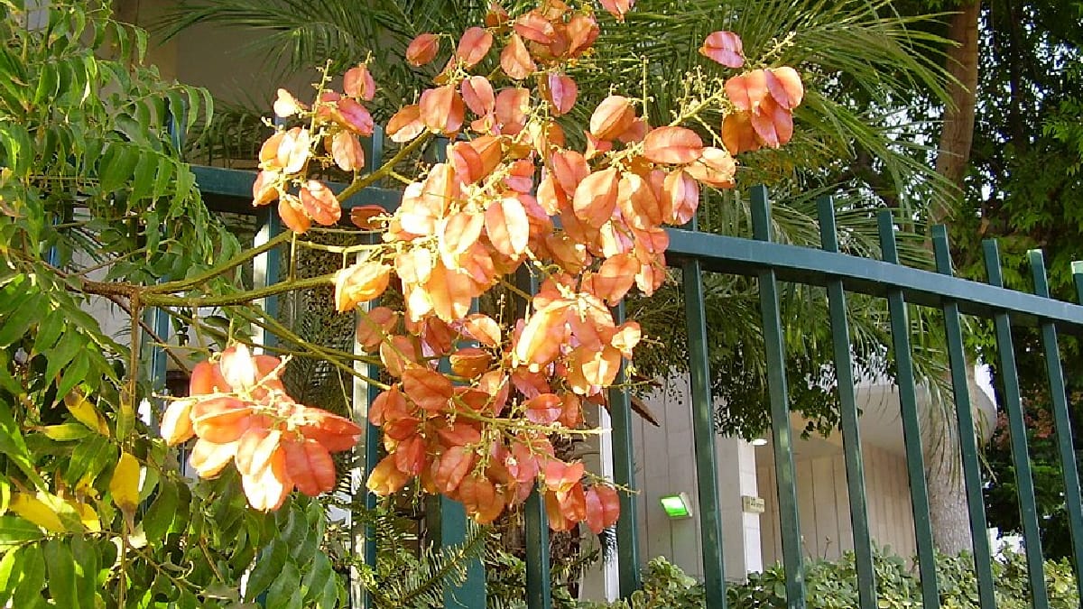 Flores amarelas e cápsulas rosadas estão entre os principais atrativos ornamentais da árvore-da-china (Foto: Avi1111/ Wikimedia Commons)