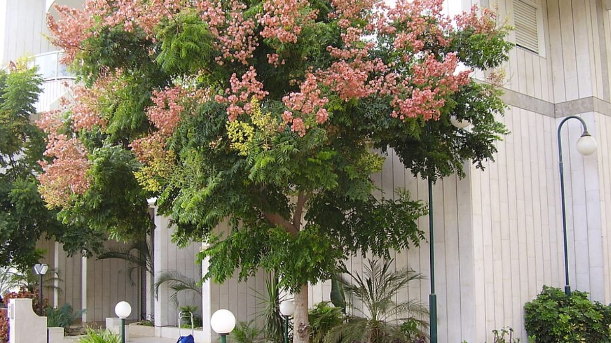 Árvore-da-china é uma opção ornamental para quem busca sombra e flores em áreas externas (Foto: Avi1111/ Wikimedia Commons)