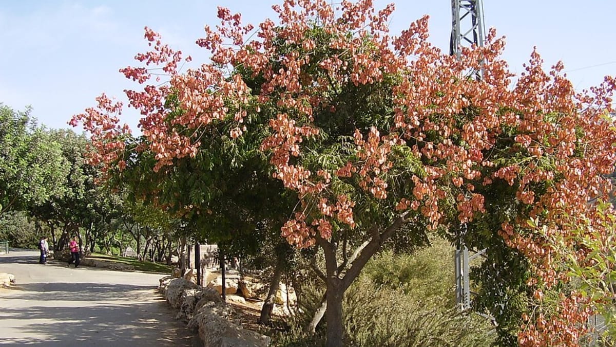 Com crescimento relativamente rápido, a árvore-da-china pode transformar o visual de jardins e quintais residenciais (Foto: Avishai Teicher/ Wikimedia Commons)