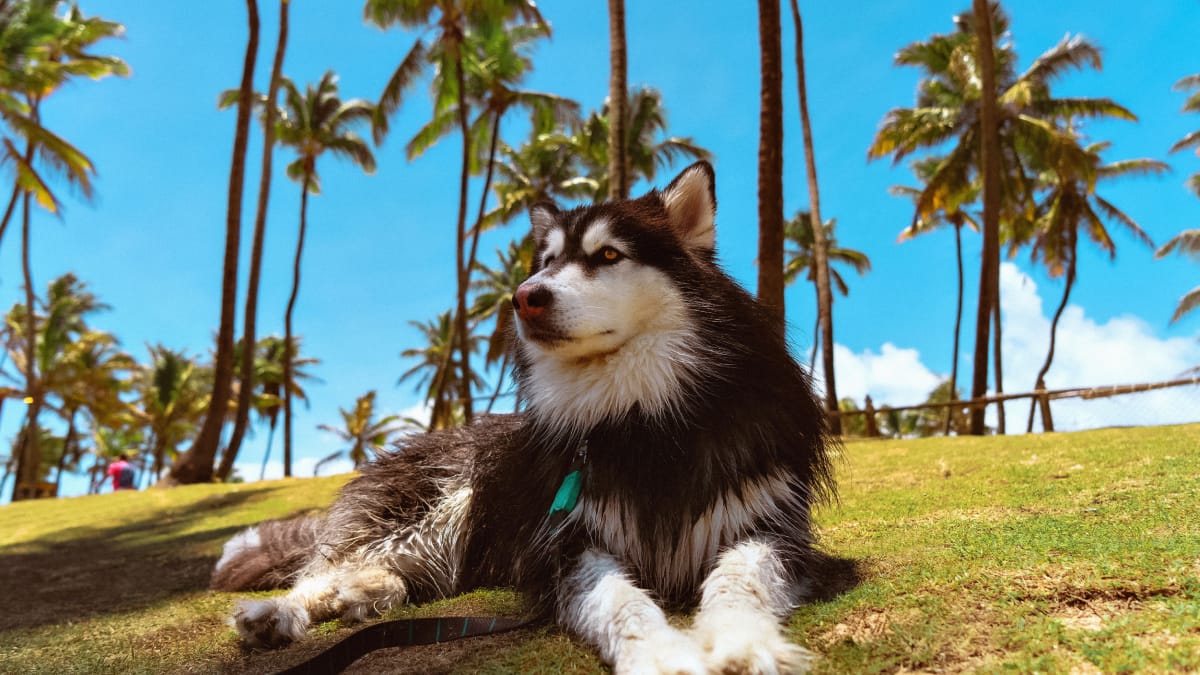 Cora perdeu uma orelha, parte da outra e uma das patas dianteiras, mas ganhou uma nova chance de vida (Foto: Lucas Andrade/ Pexels)