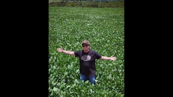 Chitãozinho de braços abertos no meio de uma lavoura de soja alta e verde
