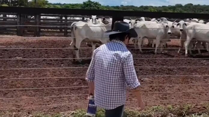 Homem de chapéu e camisa xadrez, de costas, junto à cerca de um curral com bois nelore