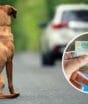 CNH suspensa para motoristas que abandonarem animais pode virar realidade com novo projeto aprovado na Câmara