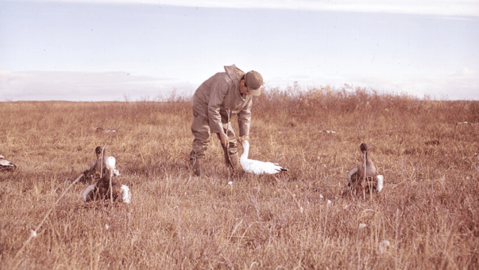 A relação com a terra sempre esteve no centro da vida Cree, especialmente a caça de gansos, que permanece até os dias atuais (Foto: Archives of Ontario)
