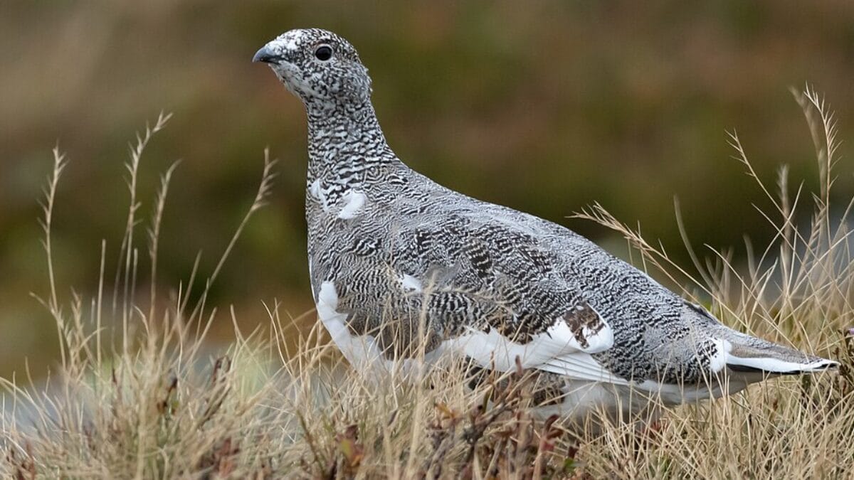 A lagópode-alpina é uma das espécies consideradas na tentativa de identificar a ave representada na escultura. (Foto: Chme82 / Wikimedia Commons)
