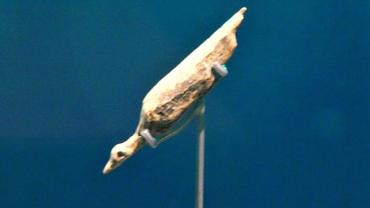 Escultura de uma ave aquática feita de marfim de mamute e encontrada em Hohle Fels a partir de fragmentos descobertos em 2001 e 2002. (Foto: Catatine / Wikimedia Commons)