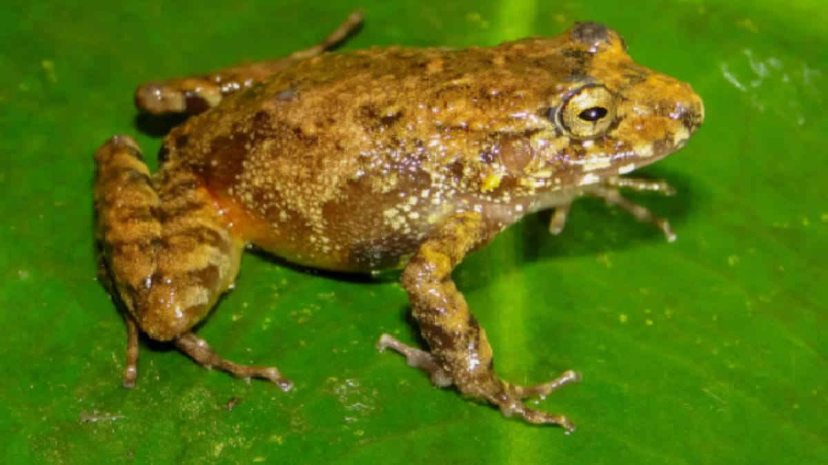 Descoberta de quatro novas espécies de rãs amplia o conhecimento sobre a biodiversidade do norte do Peru (Reprodução: Redes sociais)