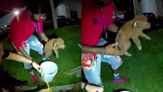 filhote cachorro resgatado no bueiro