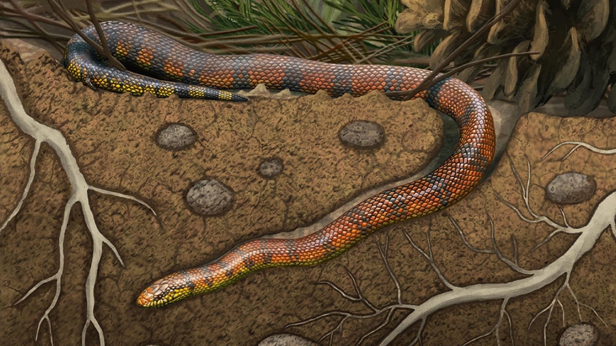 Fóssil encontrado em Presidente Prudente, no interior de São Paulo, ajuda a revelar como viviam as serpentes primitivas (Foto: Gabriel Ugueto)