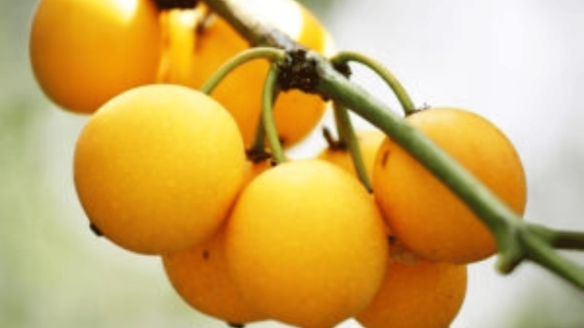fruta amarela bacupari (6)