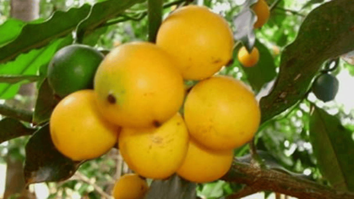 fruta amarela bacupari (6)