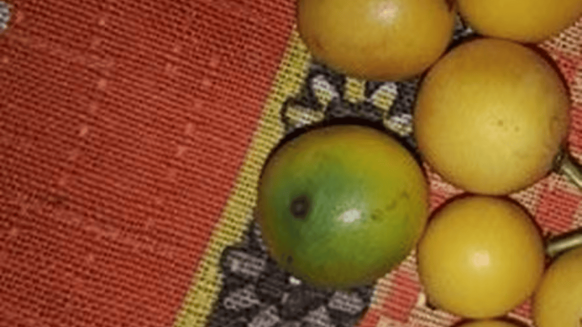 fruta amarela bacupari