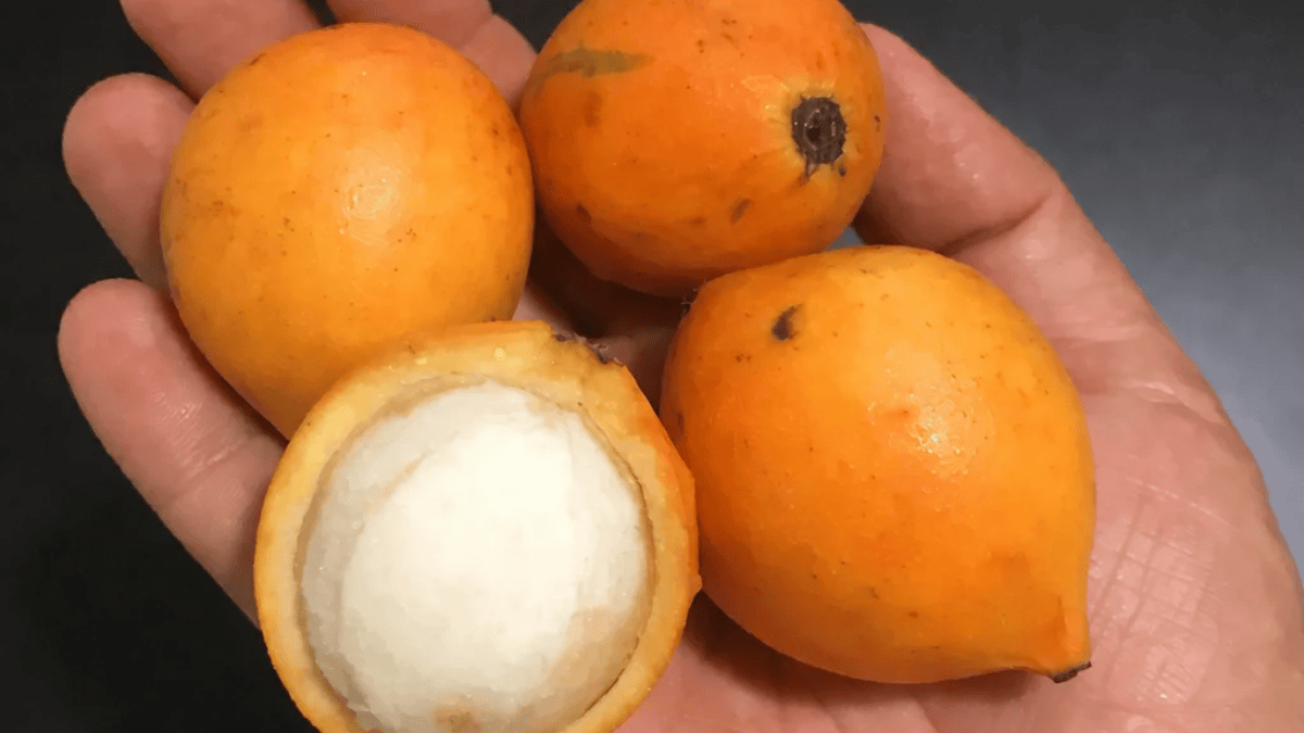 fruta amarela bacupari
