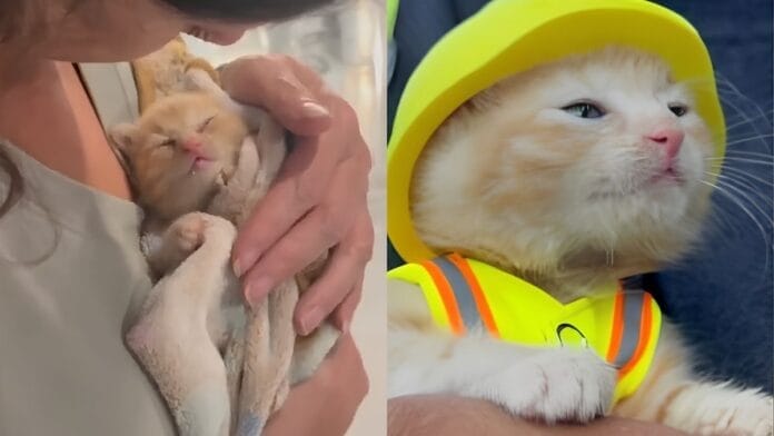 gatinha resgatada de escavadeira