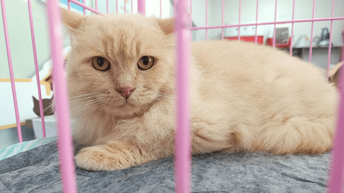 gatos Concórdia SC