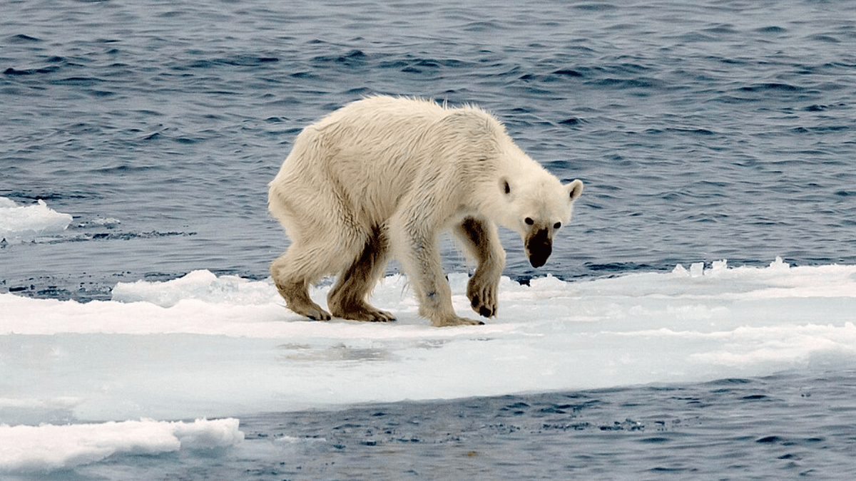 Esse fenômeno parece fazer parte do descongelamento do Ártico provocado pelo aquecimento global (Foto: Andreas Weith / Wikimedia Commons)