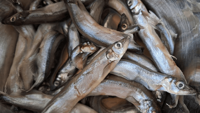 Outra das razões dessa migração foi a concentração do capelim, pequeno peixe da região que é base alimentar para esses grandes cetáceos (Foto: Fathomer / Wikimedia Commons)