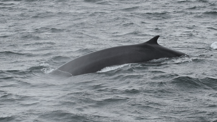 Em seguida, as baleias-fin também passaram a ocupar a região, reforçando a presença de gigantes em águas antes pouco acessíveis (Foto: NOAA / Wikimedia Commons)