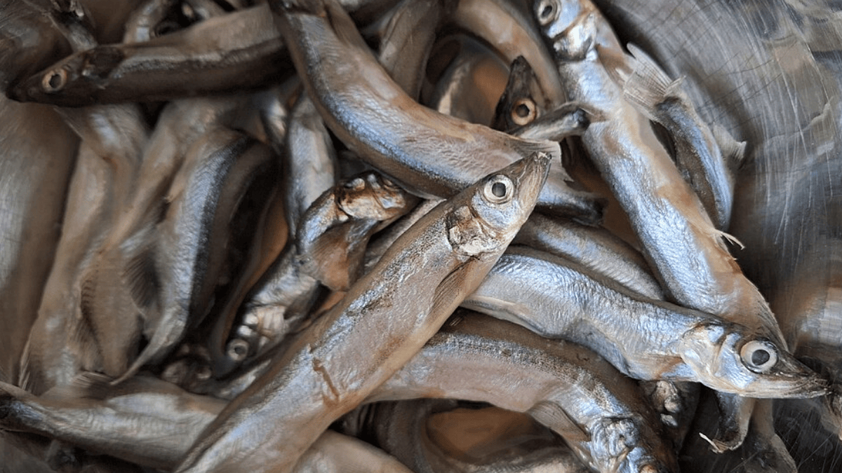 Outro fator de migração foram as comunidades de peixes capelim, que se moveram para a região tornando-a mais fértil para proliferação de baleias desde os anos 90 (Foto: Rakoon / Wikimedia Commons)