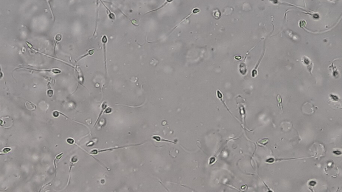 A superfecundação heteroparental ocorre quando os dois óvulos são fecundados por espermatozoides de homens diferentes (Foto: Ajay Kumar Chaurasiya / Wikimedia Commons)