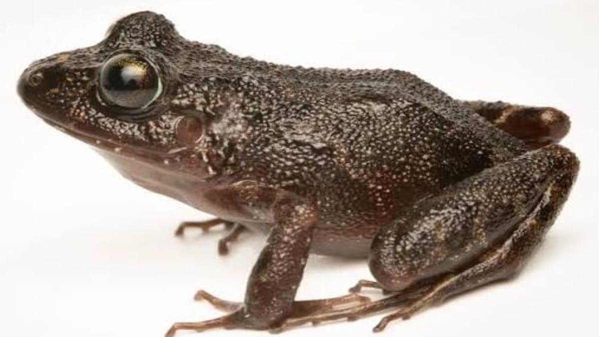 Uma busca por uma rã ameaçada de extinção levou cientistas à identificação de quatro novas espécies no Peru (Reprodução: Redes Sociais)