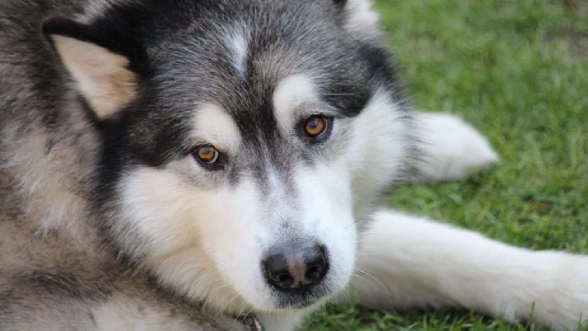 Resgatada em Harbin, Cora agora recebe cuidados e acompanhamento para se adaptar à vida com três patas (Foto: Mark Sc/ Pexels)