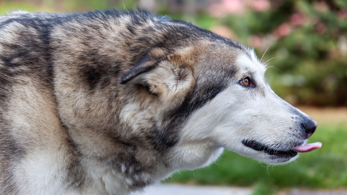 Após três anos de espera, Cora deixou a China e chegou ao Reino Unido para começar uma nova fase (Foto: Mohan Nannapaneni/ Pexels)