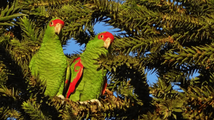 papagaio-charão, com penas verdes e vermelhas