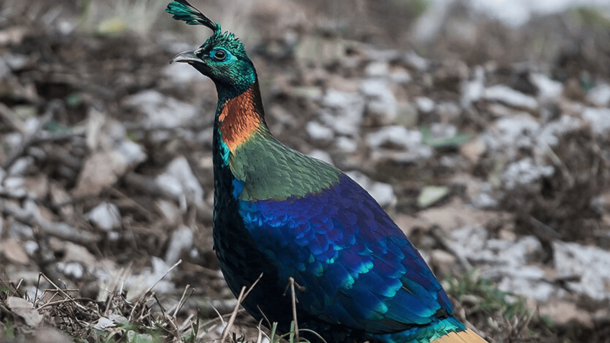 Mesmo com o solo coberto de neve, a ave consegue cavar em busca de raízes, tubérculos e invertebrados usando o bico forte. A alimentação também inclui sementes, brotos e larvas (Foto: Koshy Koshy / Wikimedia Commons)