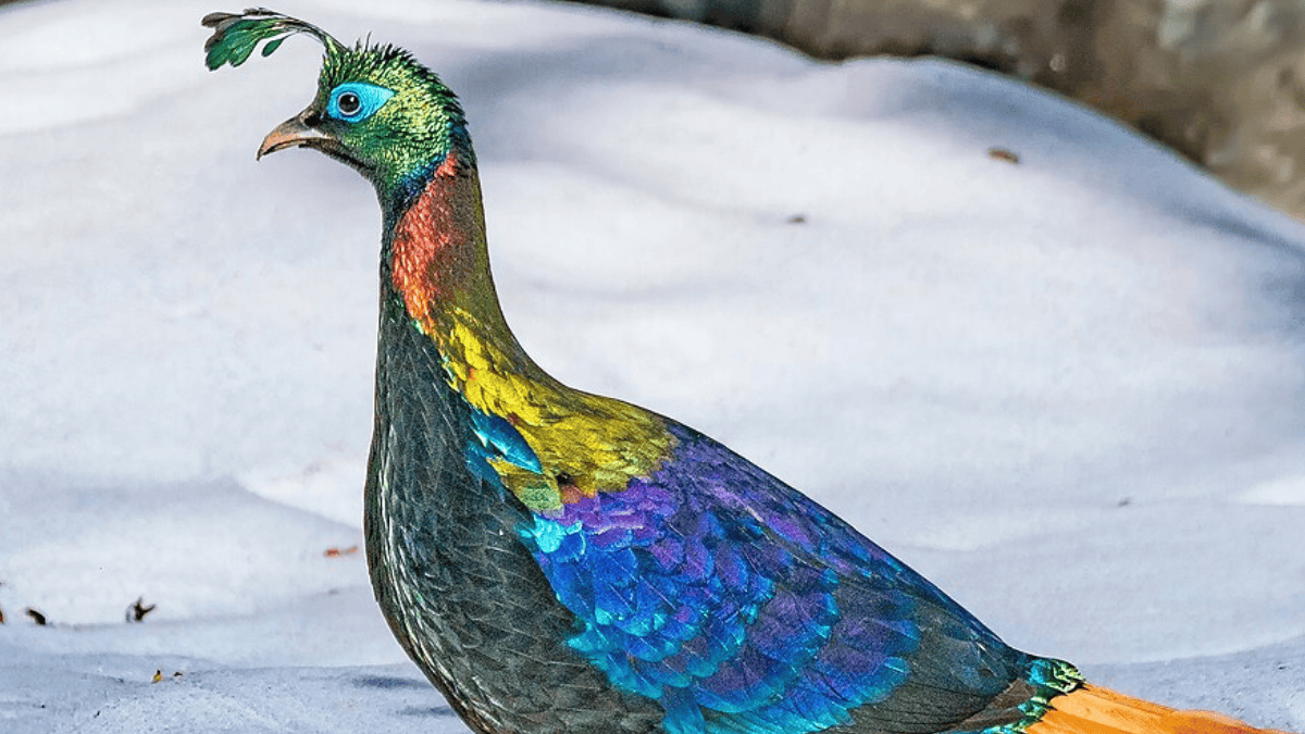 O monal-do-Himalaia vive principalmente entre 2.700 e 3.700 metros de altitude, em florestas de coníferas, encostas abertas e prados alpinos. No inverno, pode descer para regiões próximas dos 2 mil metros (Foto: Ajit Hota / Wikimedia Commons)