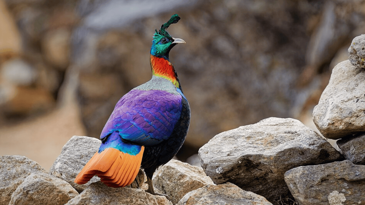 Monal-do-Himalaia fotografado no Nepal; a espécie é conhecida localmente como danphe (Foto: Gurung Pratap / Wikimedia Commons)