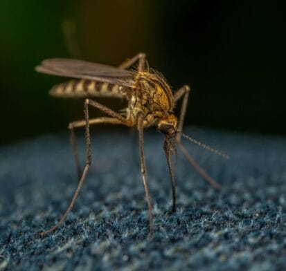 Calor e chuva aumentam alerta para doenças transmitidas por mosquitos