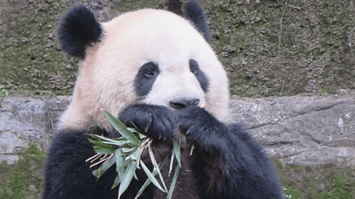 O Zoológico de Chongqing abriga pandas-gigantes e se tornou uma das principais paradas da cidade para observar de perto um dos animais mais associados à fauna chinesa (Foto: Jpbowen / Wikimedia Commons)
