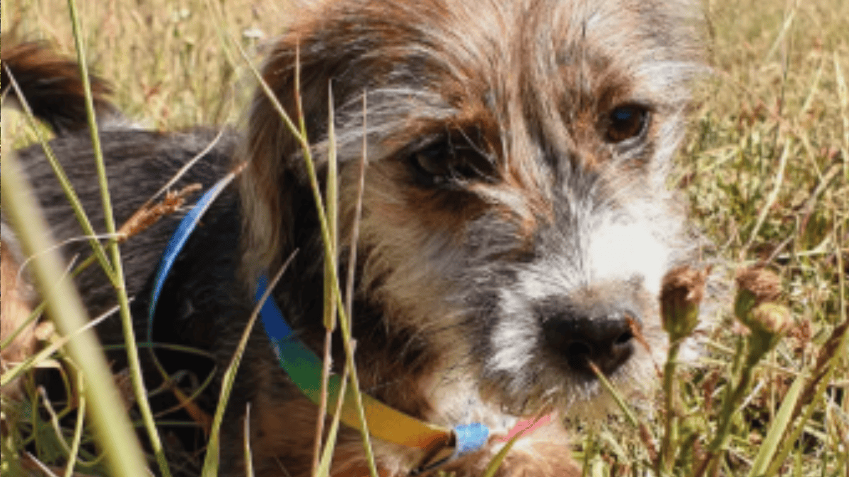Cachorrinha da família, Aventurina (Foto: Reprodução / Instagram / @kombisinrumbo)
