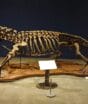Do tamanho de um ônibus: Esqueleto em tamanho real de crocodilo de 9 metros que caçava dinossauros é montado em museu após 40 anos de pesquisas