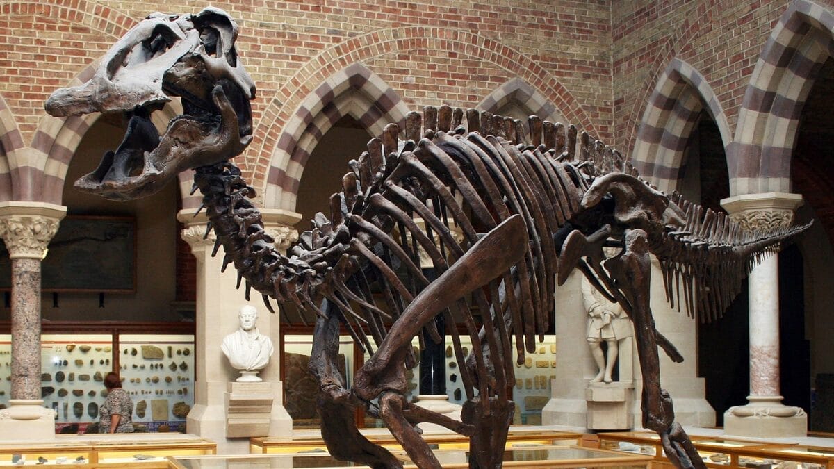 Os principais dinossauros predados por esse crocodiliano se tratavam dos hadrossauros, cujas vértebras com marcas de mordidas foram encontradas no Texas e no México (Foto: Kevin Walsh / Wikimedia Commons)