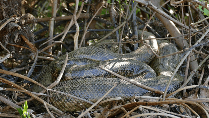 A sucuri-verde é considerada a maior serpente do mundo em massa corporal e exemplares confirmados já passaram dos sete metros. (Foto: Bernard Dupont / Wikimedia Commons)