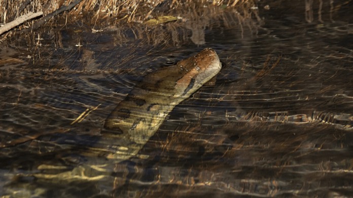 Sucuri e anaconda são nomes usados para as serpentes do gênero Eunectes, grupo de grandes constritoras sul-americanas. (Foto: Biodiego88 / Wikimedia Commons)