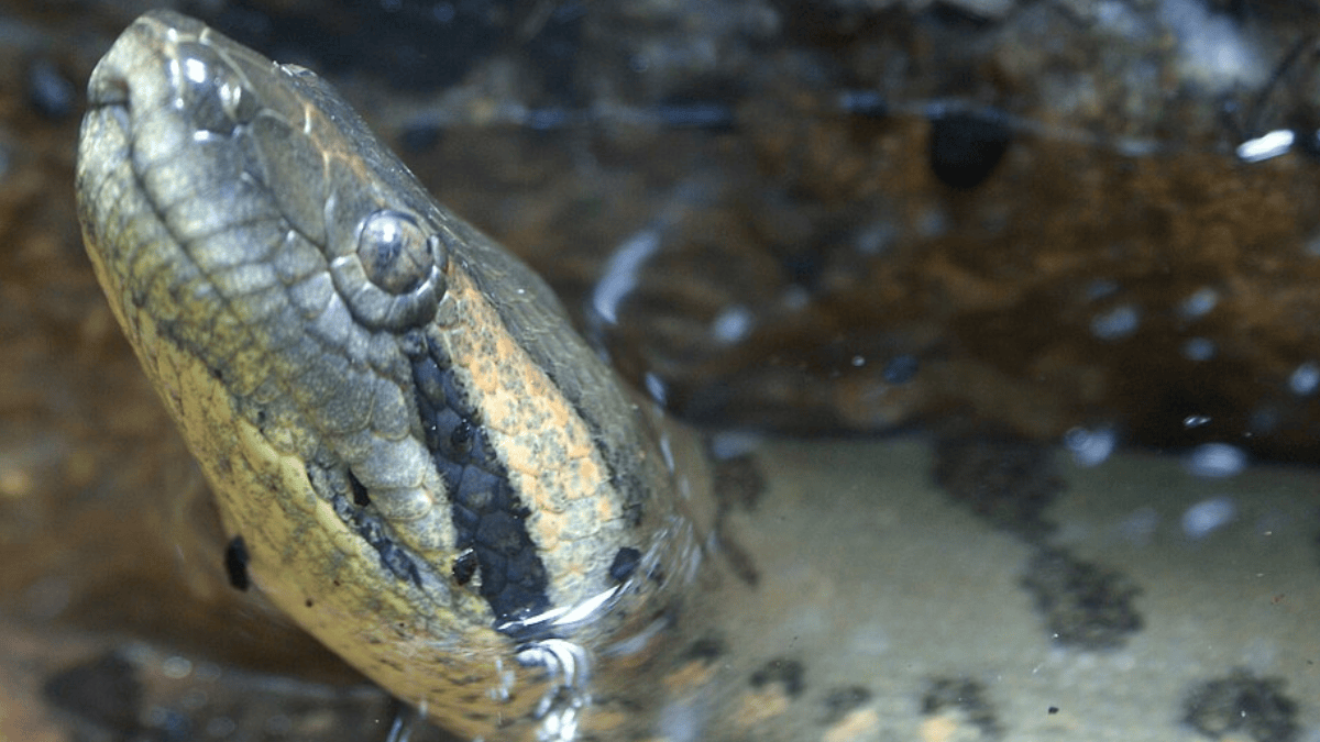 Olhos e narinas mais altos na cabeça ajudam nessa vida entre a superfície e a água (Foto: TimVickers / Wikimedia Commons)