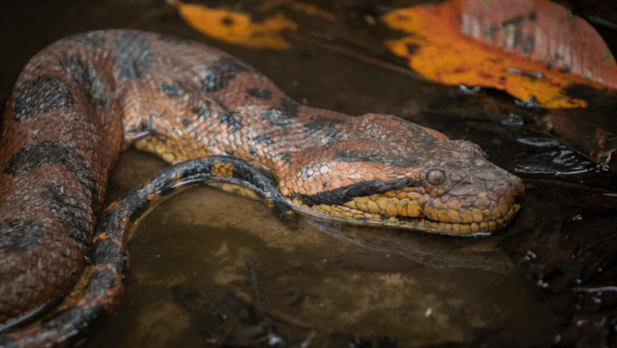 Sucuri de aproximadamente cinco metros é vista com frequência entre pedras às margens do Rio Paraguai (Foto: Braulio Espinoza Sánchez / Pexels)