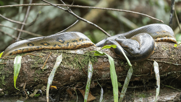 Peixes, aves, capivaras e jacarés podem entrar no cardápio; as sucuris são predadoras oportunistas e adaptam a caça ao tamanho da presa. (Foto: Michael Eisen / Wikimedia Commons)