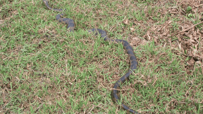 Na água, a sucuri é uma nadadora ágil; em terra firme, seu corpo pesado faz com que os movimentos sejam bem mais lentos. (Foto: Phil Whitehouse / Wikimedia Commons)