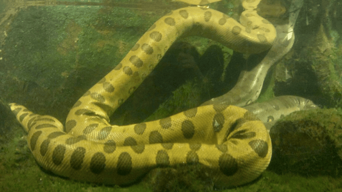 Olhos e narinas ficam mais altos na cabeça, adaptação que permite à sucuri enxergar e respirar mantendo boa parte do corpo submersa. (Foto: LenaWild / Wikimedia Commons)