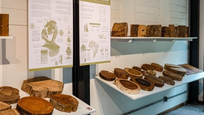 Parte da 4° maior araucária do país será exposta em xiloteca pública em Florianópolis