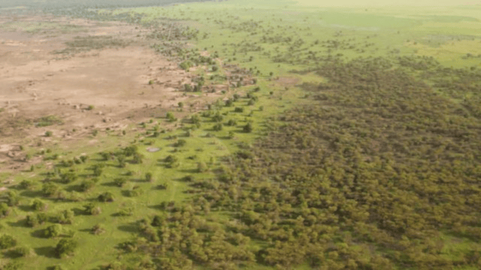 África cria “muro verde” de 8 mil km para conter o deserto, mas ele não é uma fileira de árvores