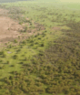 África cria “muro verde” de 8 mil km para conter o deserto, mas ele não é uma fileira de árvores